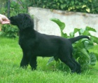 �t���tka flat coated retrievera