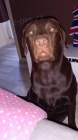 Labradorsk� retriever s PP �okol�dov�