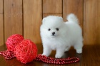 Pomeranian/ trpasli�� �pic