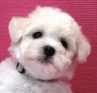 Bi�onek - Bichon Fris�
