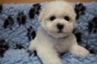 Bi�onek - Bichon Fris�