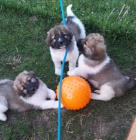 �esk� republika (�esko)