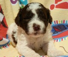 Lagotto Romognolo - �t���tka
