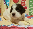Lagotto Romognolo - �t���tka