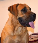 Boerboel �t��ata s PP na prodej