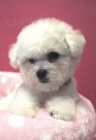 Bi�onek - Bichon Fris�