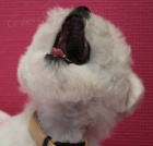 Bi�onek - Bichon Fris�