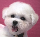 Bi�onek - Bichon Fris�
