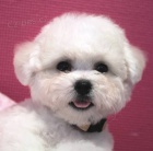 Bi�onek - Bichon Fris�