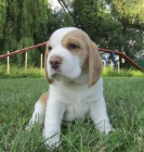 Beagle - �t��ata s PP