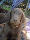 Flat coated retriever s PP �ern� a hn�d�