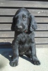 Flat coated retriever s PP �ern� a hn�d�