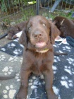 Flat coated retriever s PP �ern� a hn�d�