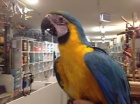 Prod�m Ara Ararauna papou�ek  