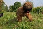 �t��ata-briard