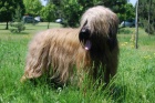 �t��ata-briard