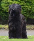 �t��ata-briard