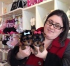 York��rsk� teri�r na prodej s PP