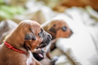 LIUWA RHODESIAN RIDGEBACKS - �T���TKA