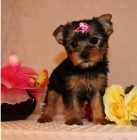  Yorkshire teri�r �t��ata.