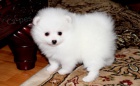 Pomeransk� �t��ata na prodej.