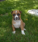 ..Americk� staford�irsk� teri�r s PP