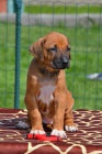 Rhodesian ridgeback �t��ata s PP