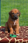 Rhodesian ridgeback �t��ata s PP