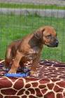 Rhodesian ridgeback �t��ata s PP