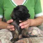 Belgick� ov��k tervueren - prod�m