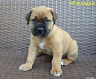 Boerboel �t��ata s PP na prodej