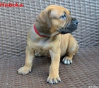 Boerboel �t��ata s PP na prodej