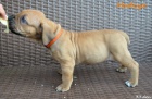 Boerboel �t��ata s PP na prodej
