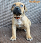 Boerboel �t��ata s PP na prodej