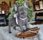 Franc�zsky buldo�ek s piatimi stup�ov.