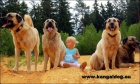 Anatolsk� pasteveck� pes /kangal/ s PP--�t���tka