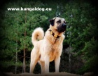 Anatolsk� pasteveck� pes /kangal/ s PP--�t���tka