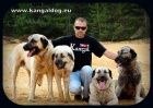 Anatolsk� pasteveck� pes /kangal/ s PP--�t���tka