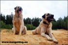Anatolsk� pasteveck� pes /kangal/ s PP--�t���tka