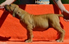 Boerboel �t��ata s PP na prodej
