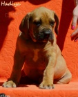 Boerboel �t��ata s PP na prodej