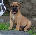 Boerboel �t��ata s PP na prodej
