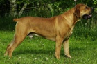 Boerboel �t��ata s PP na prodej