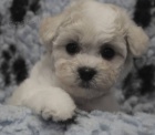Bi�onek - Bichon Fris�