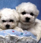 Bi�onek - Bichon Fris�