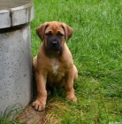 Boerboel �t��ata s PP na prodej