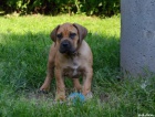Boerboel �t��ata s PP na prodej