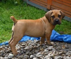 Boerboel �t��ata s PP na prodej
