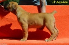 Boerboel �t��ata s PP na prodej