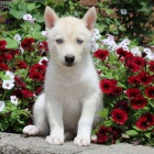 sibi�sk� husky na prodej ppi